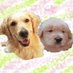 【ゴールデンレトリバー】チョイスのチャンネル (@qattfc36lnmoaa2) Twitter profile photo 【ゴールデンレトリバー】チョイスのチャンネル (@qattfc36lnmoaa2) Twitter profile photo