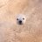小型犬ねこのアイコン
