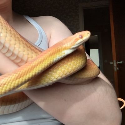 This is my account for my beautiful cornsnake boy David Houdini.