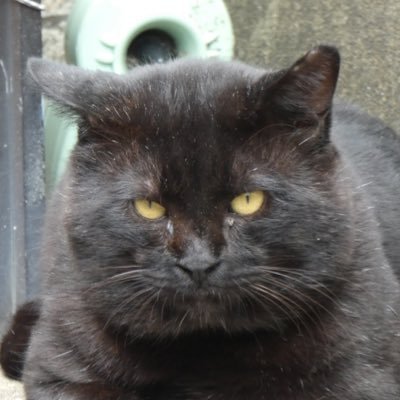 野良黒猫さんのプロフィール画像