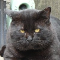 野良黒猫(@norakuroneko) 's Twitter Profile Photo
