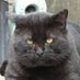 野良黒猫 (@norakuroneko) Twitter profile photo 野良黒猫 (@norakuroneko) Twitter profile photo