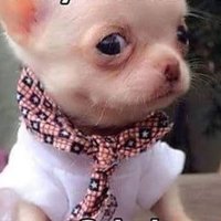 morbo oso (@12d1bded6b62433) 's Twitter Profile