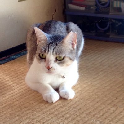 髙山英晃