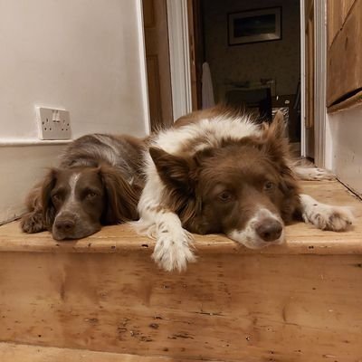Evie the cocker spaniel, her shy border collie big brother Keddie and sometimes wise old Uncle Sully too.