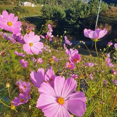 syhwang11's profile picture. 