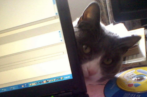 qltyzs's profile picture. Conservative American Christian mom who believes in the constitution!  Fighting the good fight against Evil!  Standing up for my rights as a US Citizen!