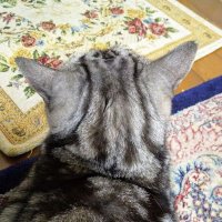 シャロ🐤 (@shallow_doon) 's Twitter Profile Photo