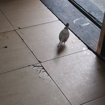 tukjedsadatik's profile picture. /