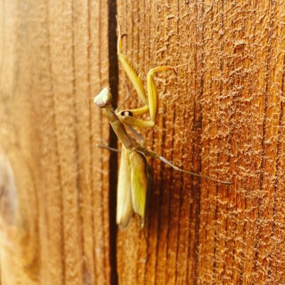 zacpalmer's profile picture. 