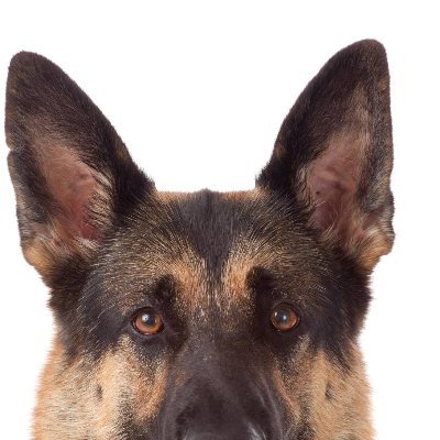 shadowwolf541's profile picture. 