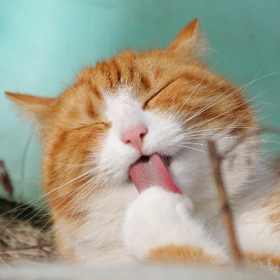 動物癒しの館 Hwmdhu2fp6oenim Twitter