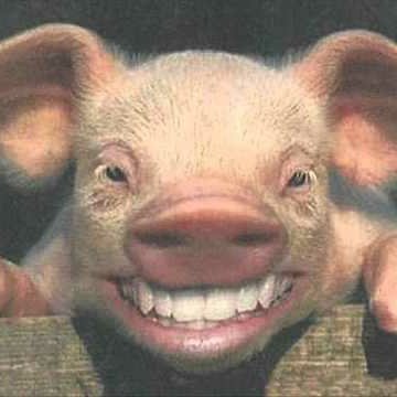 toutpourfrance's profile picture. Marre des racailles