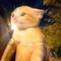 Pip (@wanderlustpip) 's Twitter Profile