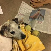 Tilly Terrier, Lou and Fido 🌈 the wonder dog (@poochmanor) 's Twitter Profile Photo Tilly Terrier, Lou and Fido 🌈 the wonder dog (@poochmanor) 's Twitter Profile Photo