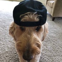 David (@kcdixond) 's Twitter Profile