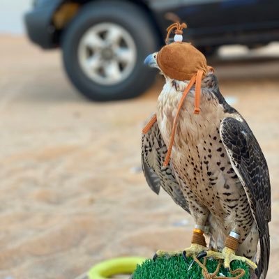 DVFMhzJSWeC0LzW's profile picture. سعيد الشامسي