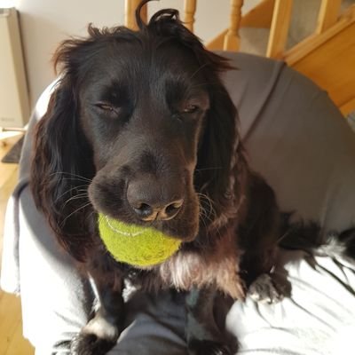 Working cocker spaniel. Loves walkies, balls and swimming.