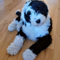 Karen RN ☮️(a good Karen)🌻 (@ksgoldenone) 's Twitter Profile Photo