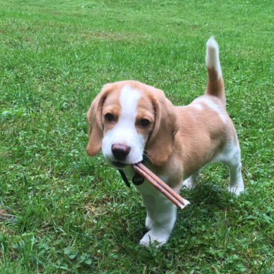 Beagle, red girl, born in July 2018. Divides her time between the Appalachians and the city. Older sister to the annoying Simon.