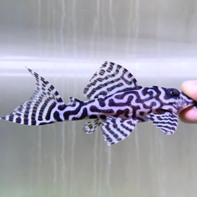 Pleco Pleco