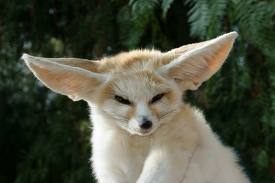 medic fennec lvl 31 no minors