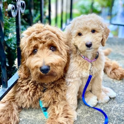 Cartgirl17's profile picture. 