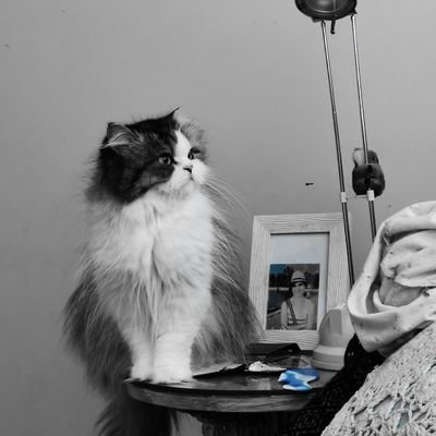 manuelazurita's profile picture. Periodista, argentina, residente en el Perú