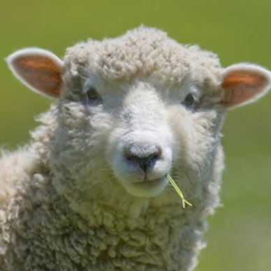 we trained our sheep to sniff out azeri propaganda and other stupid tweets and baa when she finds it. #recognizeartsakh