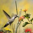 Michelle Lieb - @YeshuaHaMashiac - Twitter