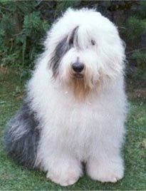 Laravantoor's profile picture. Ik ben Lara de hond. De hond van de buurman van clown Bassie. Ik kan natuurlijk niet typen want ik ben niet alleen een hond, maar ook al 6 jaar dood.