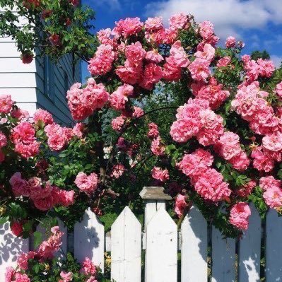 shada_qa's profile picture. I work at Qatar university