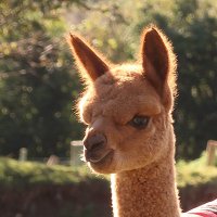 Alpaca Trekking(@alpaca_trekking) 's Twitter Profile Photo