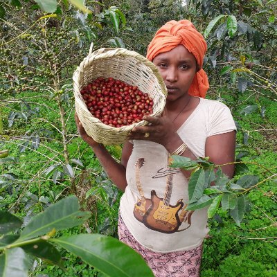 ZAT Specialty Coffee is a Coffee plantation located in the South western highlands of Ethiopia. It produces specialty coffee reaching the export markets.