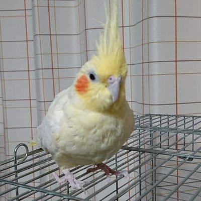 北の大地の中心部?に引越しました。(オカメインコあかりは7月7日にお空へ)コザクラインコかんなを飼ってます。黒木渚・米倉利紀・星野源が好きです。