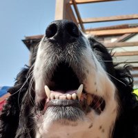 Sarah 🌼 & Jasper 🐾 (@madcow42) 's Twitter Profile Photo Sarah 🌼 & Jasper 🐾 (@madcow42) 's Twitter Profile Photo