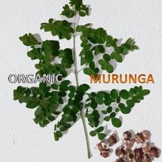 Organic Murunga.
health naturally..! 
Natural remedies to boost Immunity.

https://t.co/EhflOsVzE1