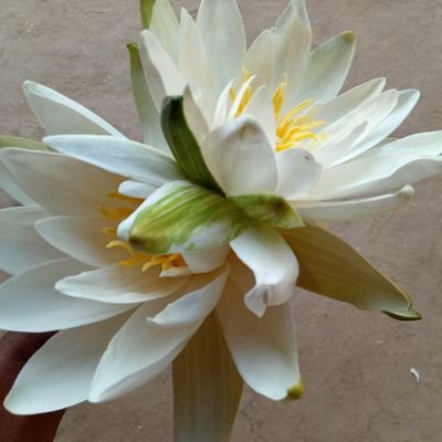 खुद को सबसे ज्यादा साहसी समझो,
अगर अब तक खड़े हो हारकर अपने साथ❤️