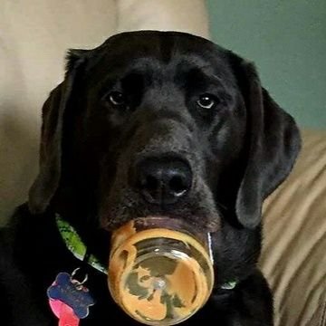 Reagan1980_88's profile picture. Love of God & Country.
Life long conservative.
🙏catholic 🙏.
Faith,
Family,
Freedom,
Friends,
&
Firearms,
Love my yellow 💛 Lab Miss Reagan!Black Labs matter🖤