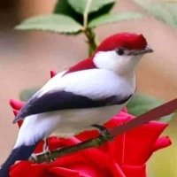 Carlos (@carlos11060357) 's Twitter Profile
