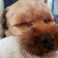 あぺ (@td8lw3vicwd3fzx) 's Twitter Profile