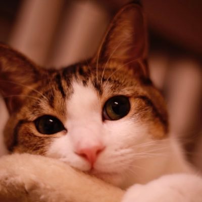 ルンバねこ うず Uzr Cat Twitter