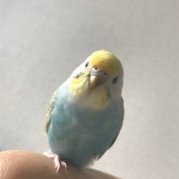 あめゆじゅ (@ameyujuameyuju) Twitter profile photo