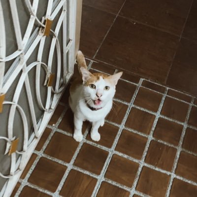 Santorinibb's profile picture. light my self on fire with passion