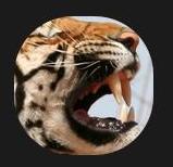 TheBigCatBlog's profile picture. The Big Cat Blog aims to share beautiful photography, conservation information, interesting facts, global news updates and stories of interest about big cats.