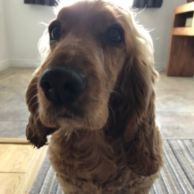 CameronnnFN's profile picture. 