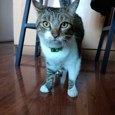 IsmaelH17254095's profile picture. Tu dile al tonto que es forzudo