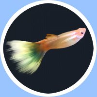 goofy (@goldgoofy357) 's Twitter Profile Photo