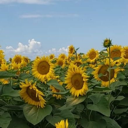 Sali_tes's profile picture. 