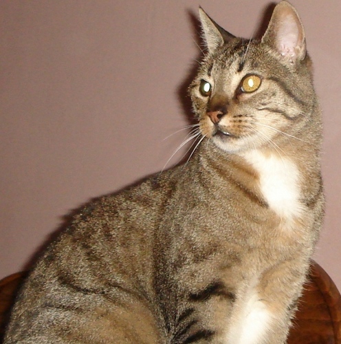 Gato trotamundos, fanático de las bicicletas (para gatos). No al maltrato animal! Algún día los gatos dominarán el mundo.